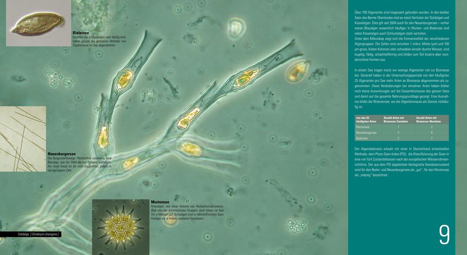 In Murten- und Bielersee sind nebst Kieselalgen auch Schlundalgen stark vertreten. Unter dem Mikroskop zeigt sich die Formenvielfalt der verschiedenen Algengruppen.