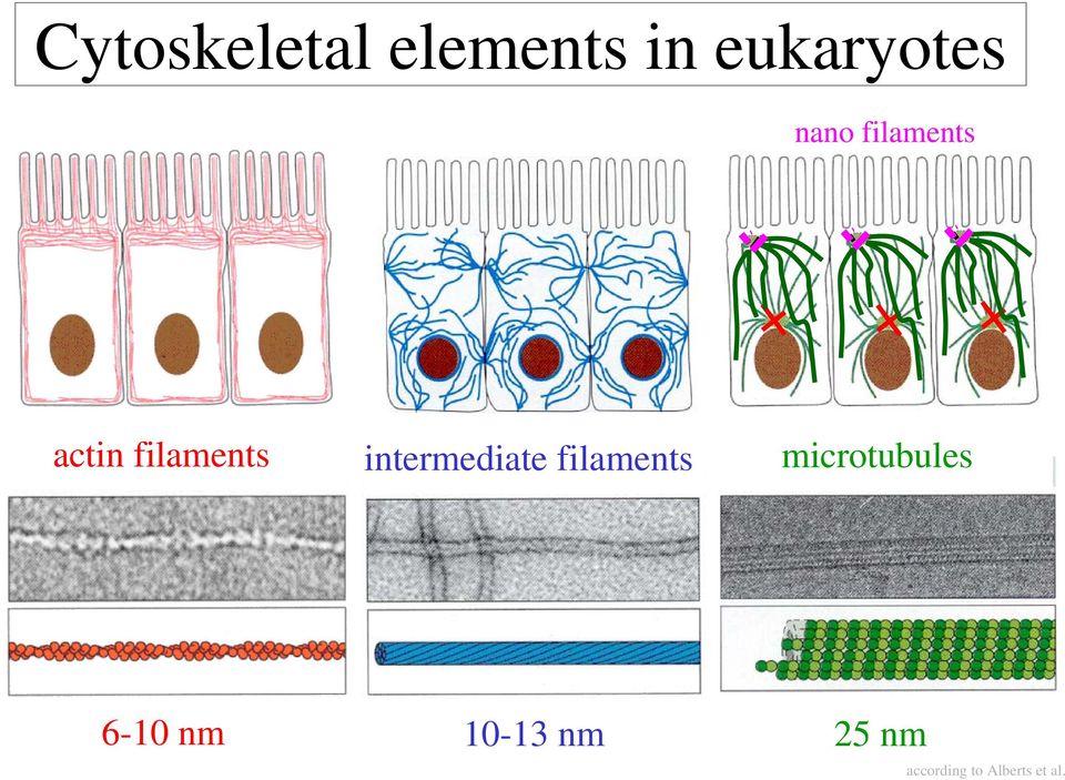 intermediate filaments microtubules