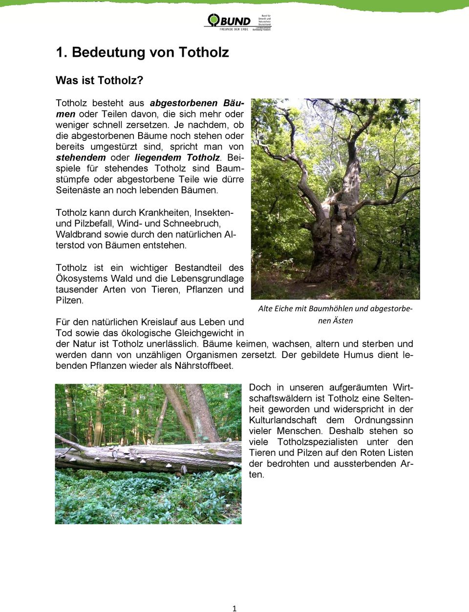 Beispiele für stehendes Totholz sind Baumstümpfe oder abgestorbene Teile wie dürre Seitenäste an noch lebenden Bäumen.