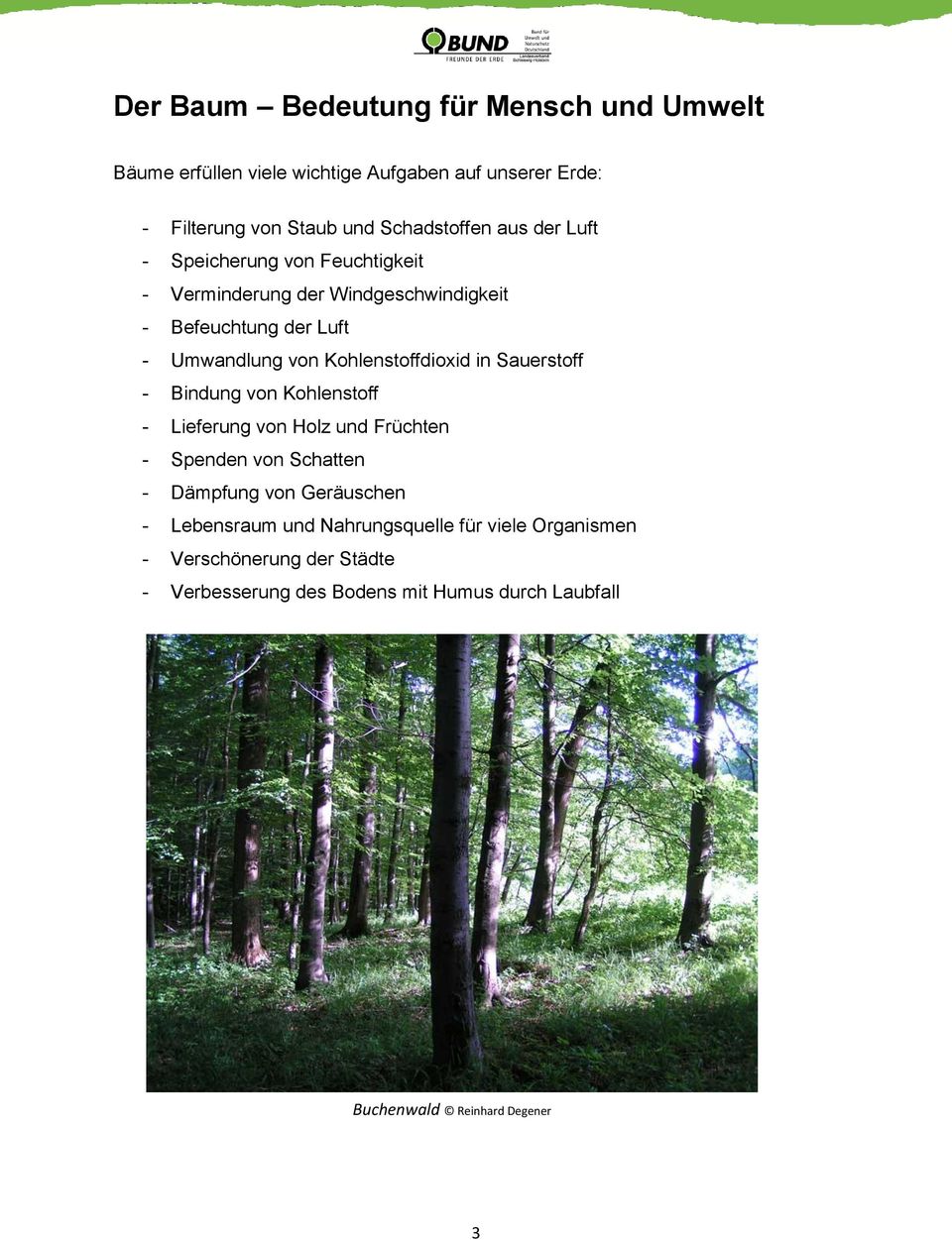Sauerstoff - Bindung von Kohlenstoff - Lieferung von Holz und Früchten - Spenden von Schatten - Dämpfung von Geräuschen - Lebensraum und