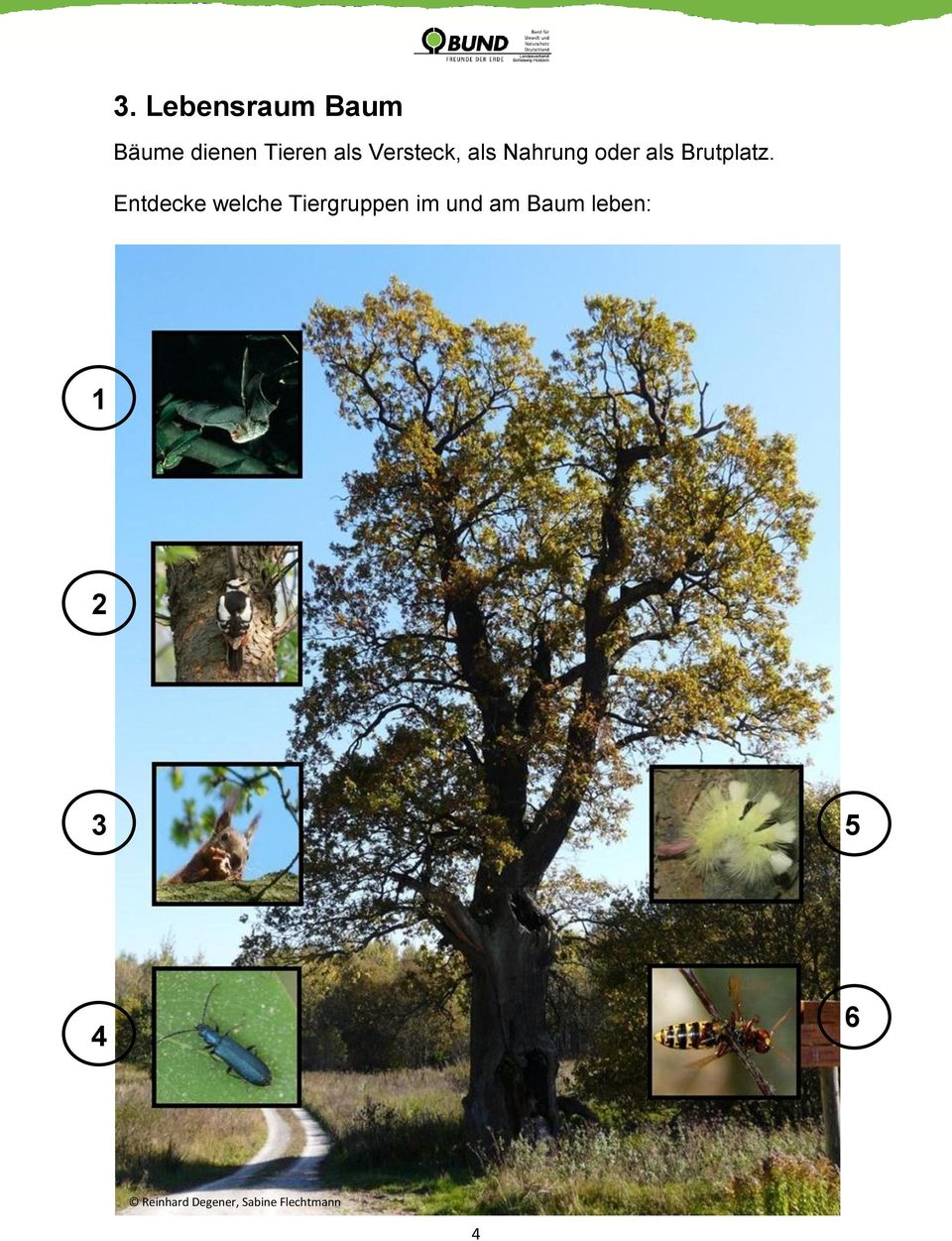 Entdecke welche Tiergruppen im und am Baum