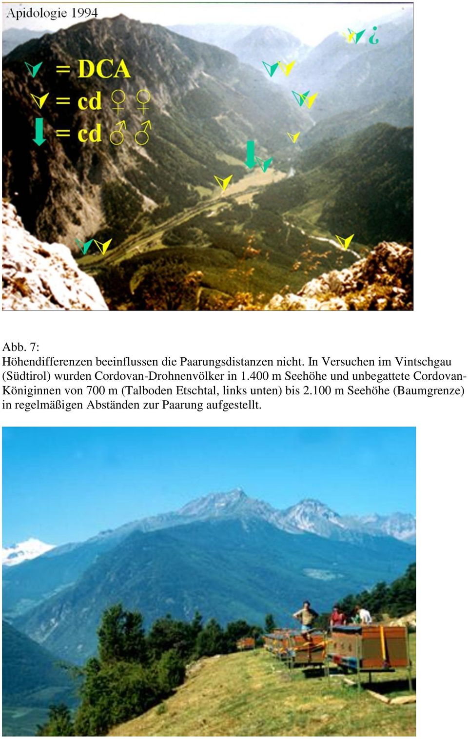 400 m Seehöhe und unbegattete Cordovan- Königinnen von 700 m (Talboden