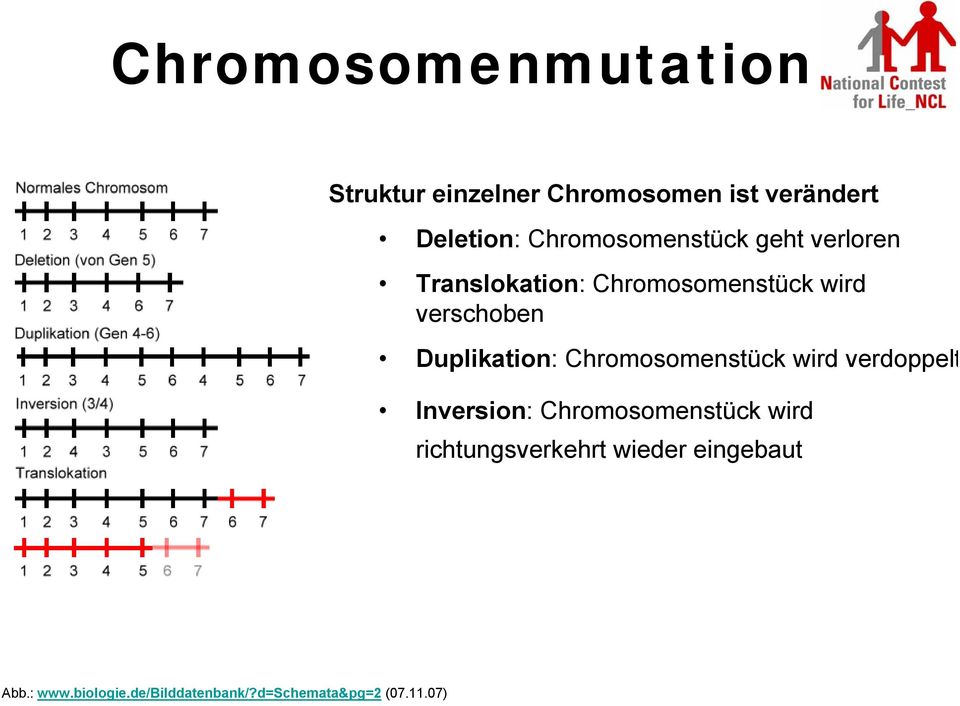 Duplikation: Chromosomenstück wird verdoppelt Inversion: Chromosomenstück wird