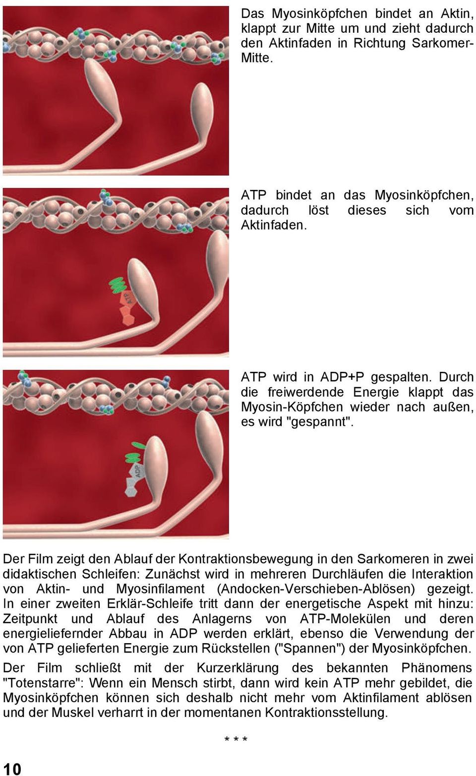 Der Film zeigt den Ablauf der Kontraktionsbewegung in den Sarkomeren in zwei didaktischen Schleifen: Zunächst wird in mehreren Durchläufen die Interaktion von Aktin- und Myosinfilament