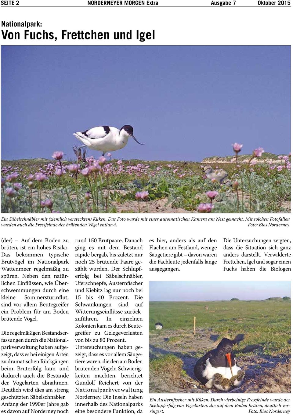 Foto: Bios Norderney (der) Auf dem Boden zu brüten, ist ein hohes Risiko. Das bekommen typische Brutvögel im Nationalpark Wattenmeer regelmäßig zu spüren.