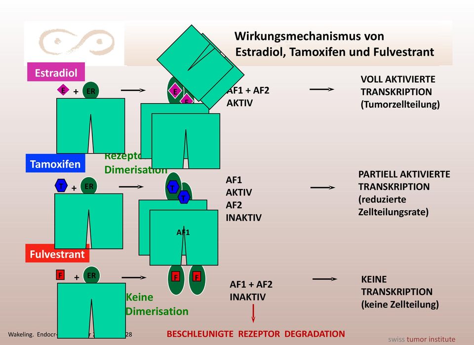 AKTIVIERTE TRANSKRIPTION (reduzierte Zellteilungsrate) AF1 Fulvestrant F + ER AF1 F Keine Dimerisation Wakeling.