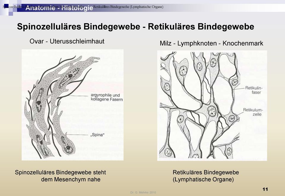 Ovar - Uterusschleimhaut Milz - Lymphknoten - Knochenmark  (Lymphatische