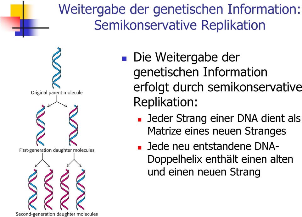 Replikation: Jeder Strang einer DNA dient als Matrize eines neuen Stranges