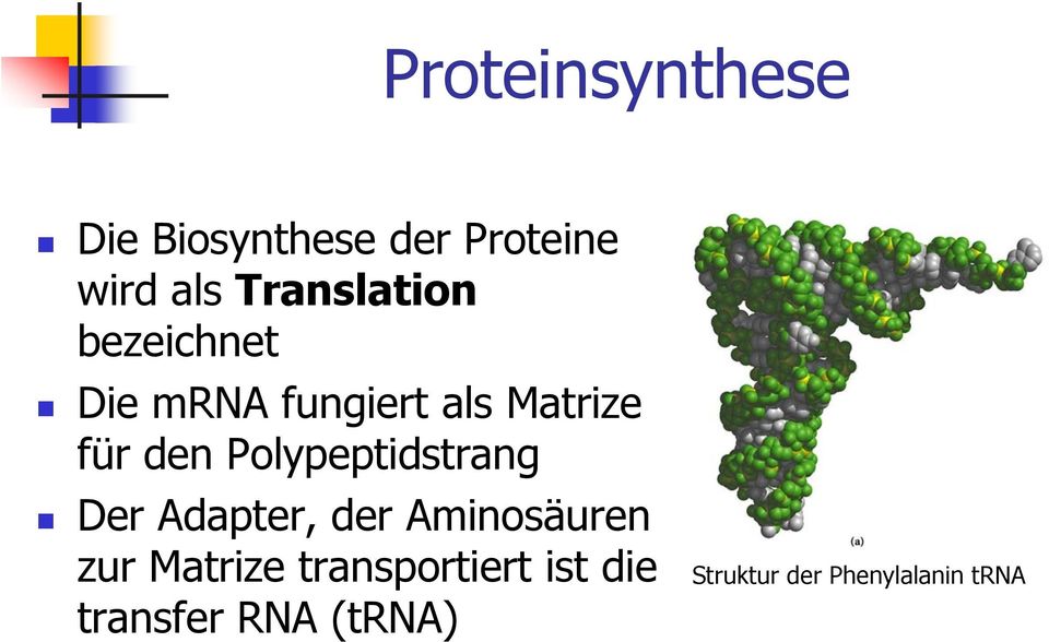 Polypeptidstrang Der Adapter, der Aminosäuren zur Matrize