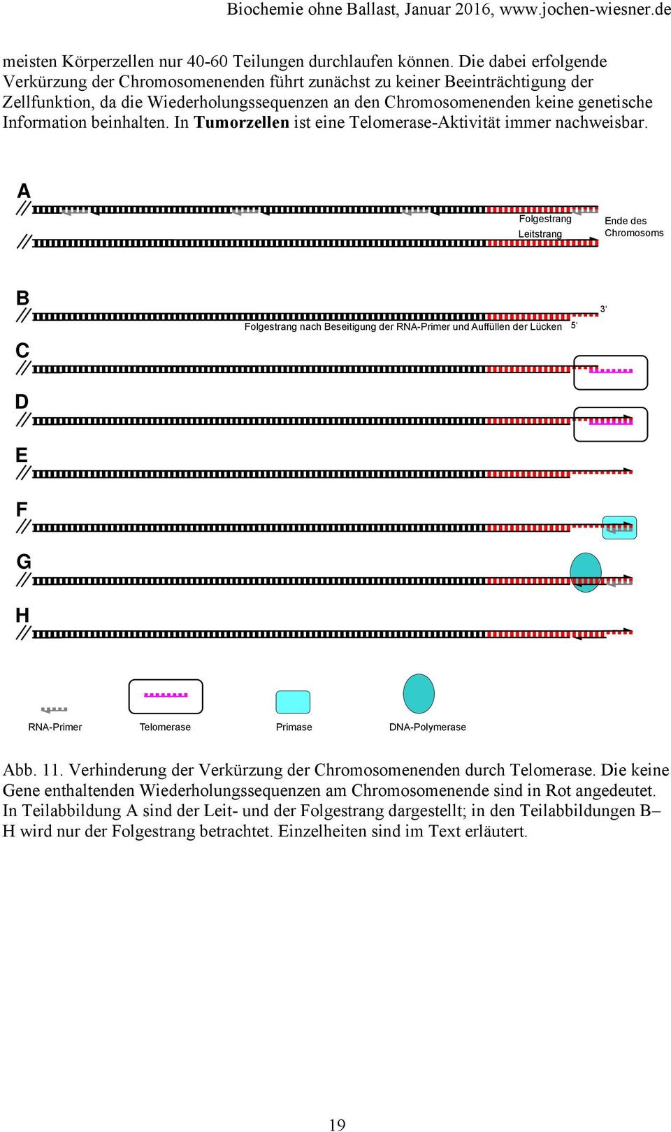 beinhalten. In Tumorzellen ist eine Telomerase-Aktivität immer nachweisbar.