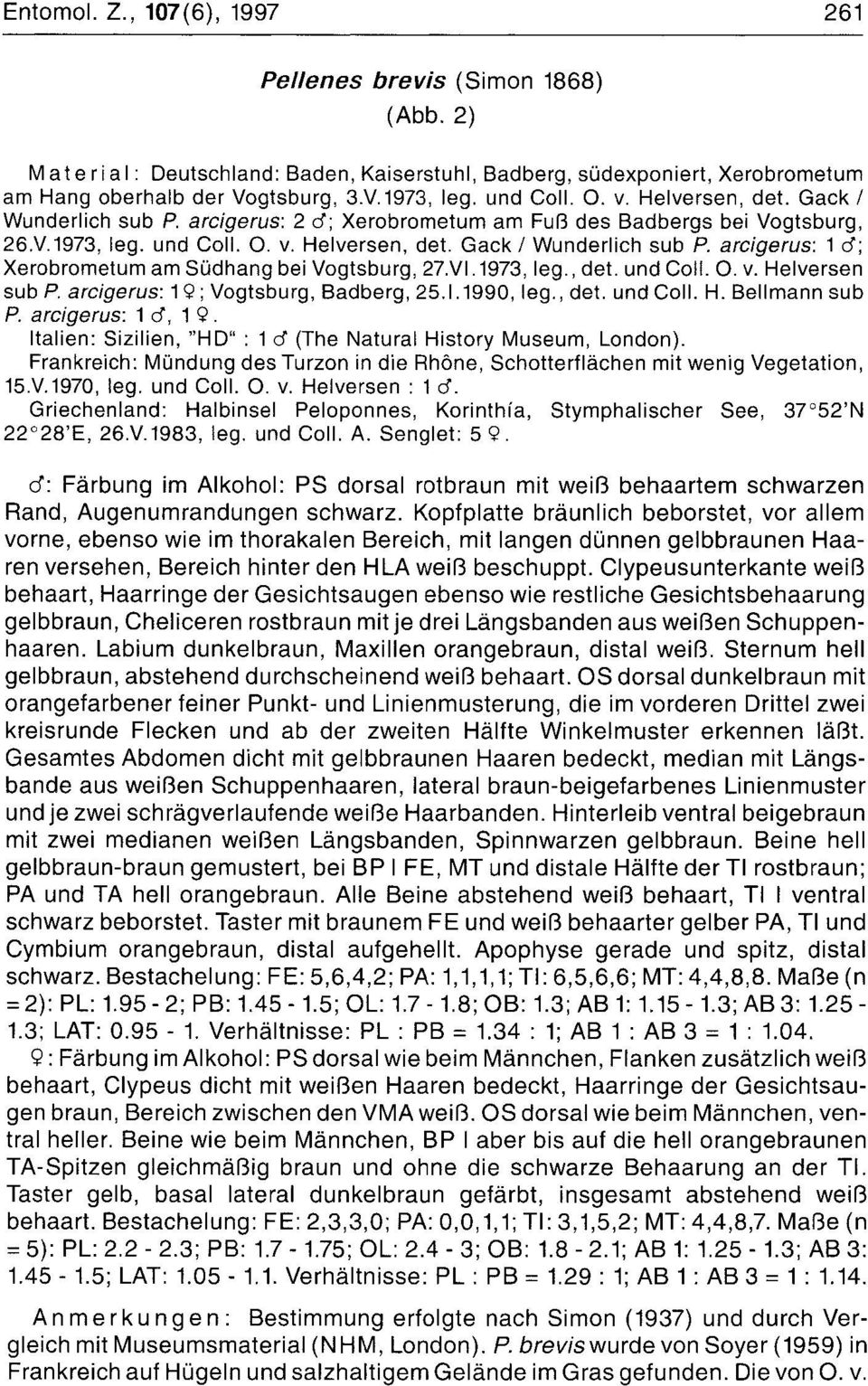 v1.1973, leg., det. und Coll. O. v. Helversen sub P. arcigerus: 1 Q; Vogtsburg, Badberg, 25.1.1990, leg., det. und Coll. H. Bellmann sub P. arcigerus: 1 0, 1 Q.