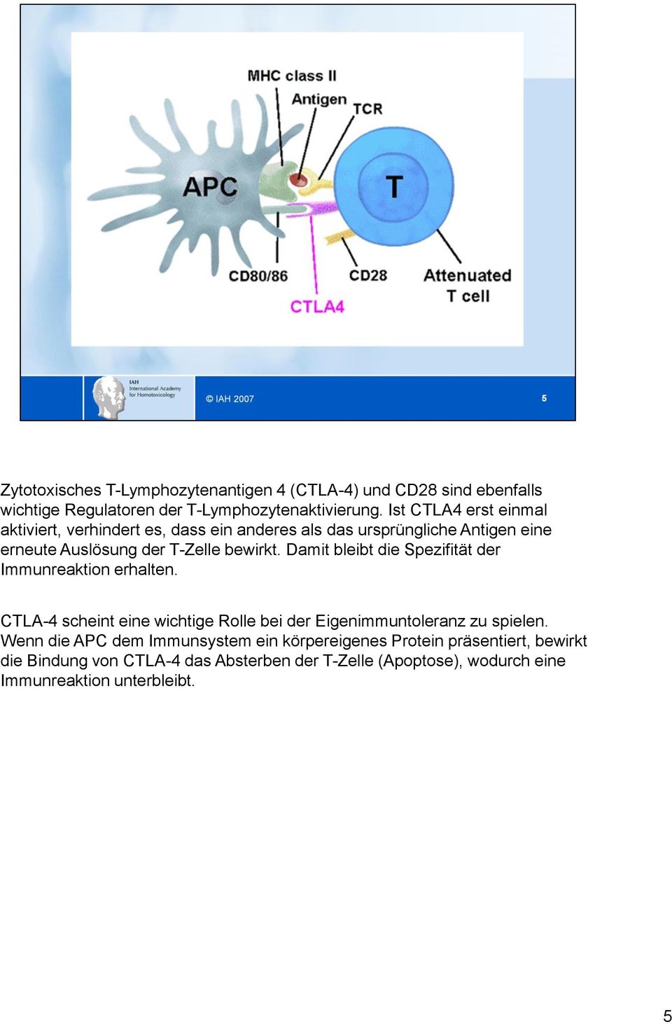 Damit bleibt die Spezifität der Immunreaktion erhalten. CTLA-4 scheint eine wichtige Rolle bei der Eigenimmuntoleranz zu spielen.