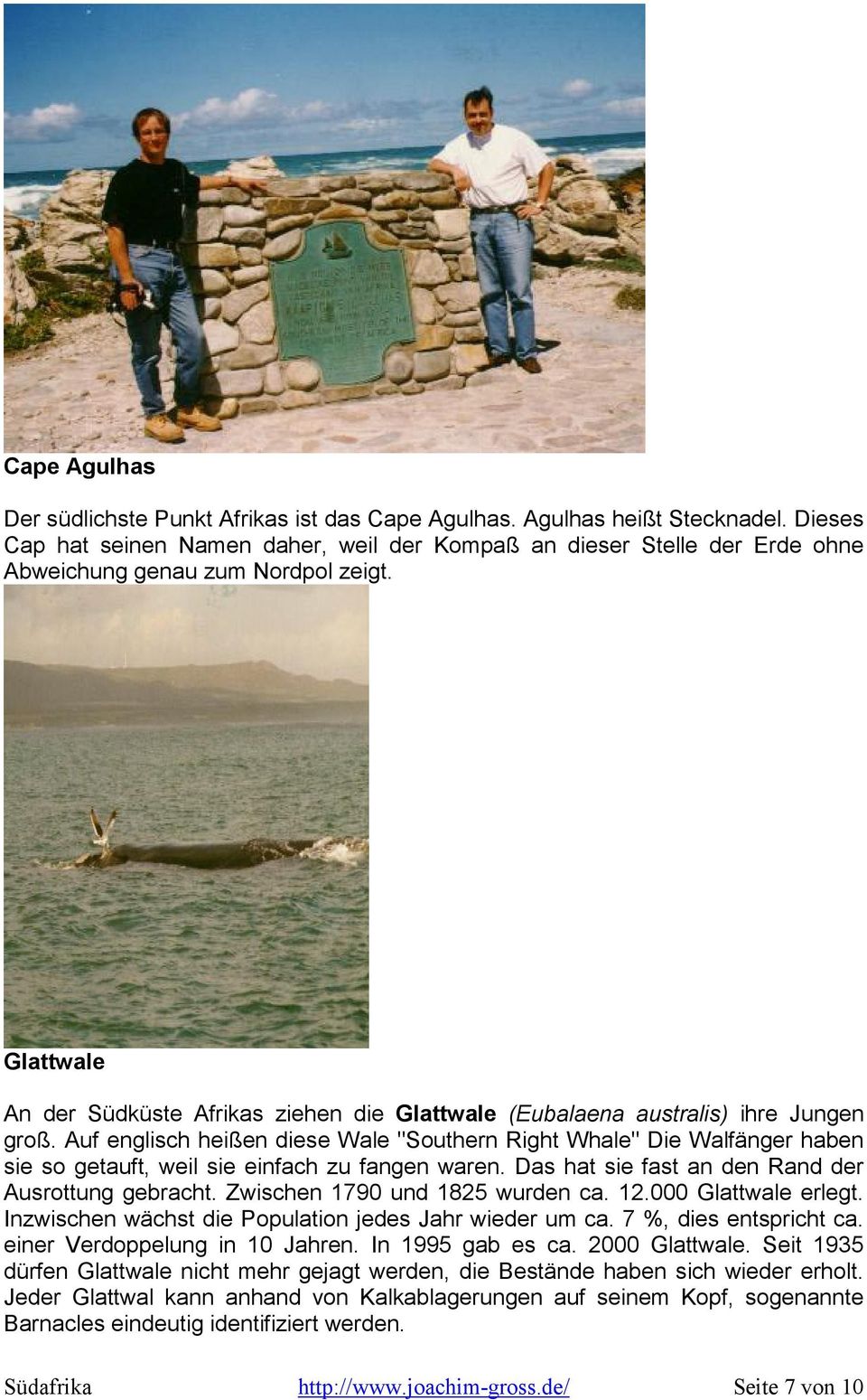 Glattwale An der Südküste Afrikas ziehen die Glattwale (Eubalaena australis) ihre Jungen groß.