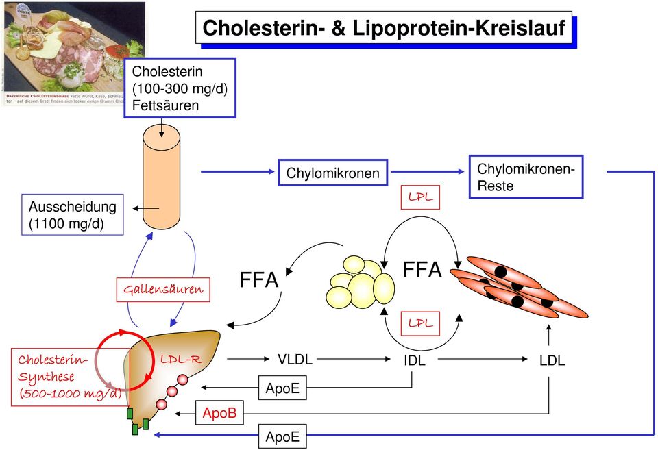 Chylomikronen LPL Chylomikronen- Reste Gallensäuren FFA