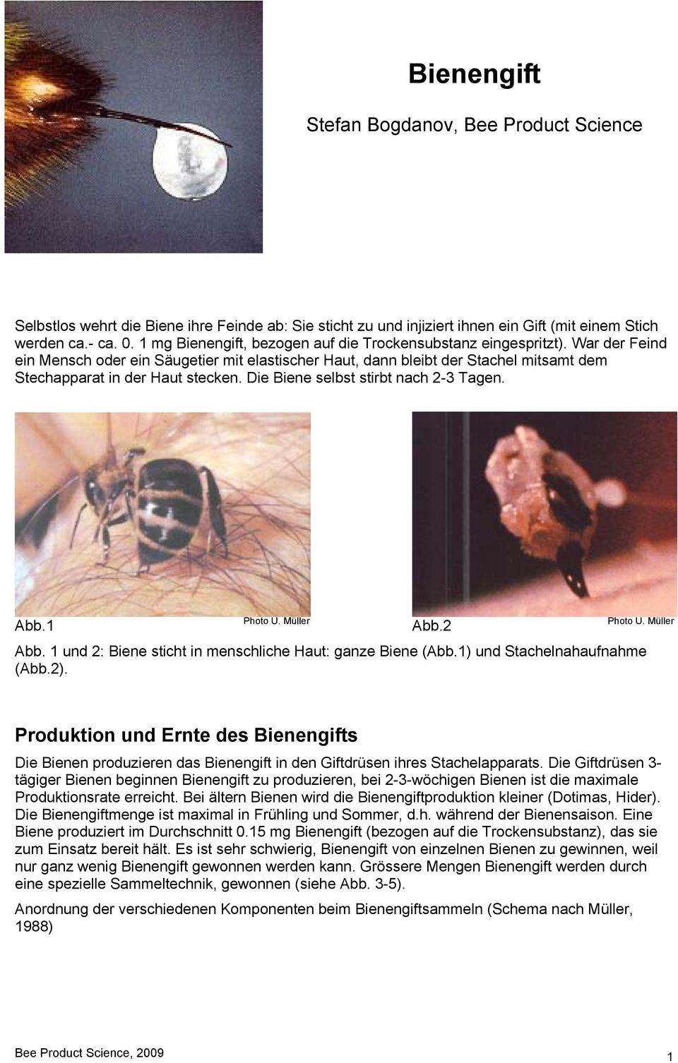 Die Biene selbst stirbt nach 2-3 Tagen. Photo U. Müller Photo U. Müller Abb.1 Abb.2 Abb. 1 und 2: Biene sticht in menschliche Haut: ganze Biene (Abb.1) und Stachelnahaufnahme (Abb.2).