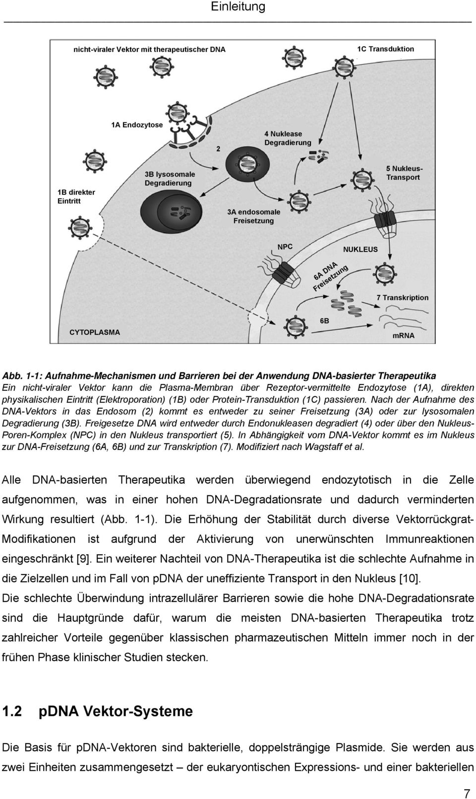 1-1: Aufnahme-Mechanismen und Barrieren bei der Anwendung DNA-basierter Therapeutika Ein nicht-viraler Vektor kann die Plasma-Membran über Rezeptor-vermittelte Endozytose (1A), direkten