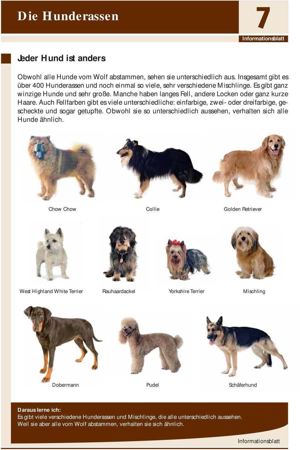 Auch Fellfarben gibt es viele unterschiedliche: einfarbige, zwei- oder dreifarbige, gescheckte und sogar getupfte. Obwohl sie so unterschiedlich aussehen, verhalten sich alle Hunde ähnlich.