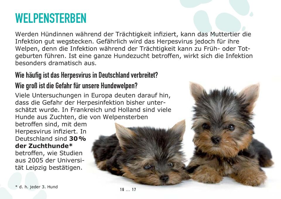 Ist eine ganze Hundezucht betroffen, wirkt sich die Infektion besonders dramatisch aus. Wie häufig ist das Herpesvirus in Deutschland verbreitet? Wie groß ist die Gefahr für unsere Hundewelpen?