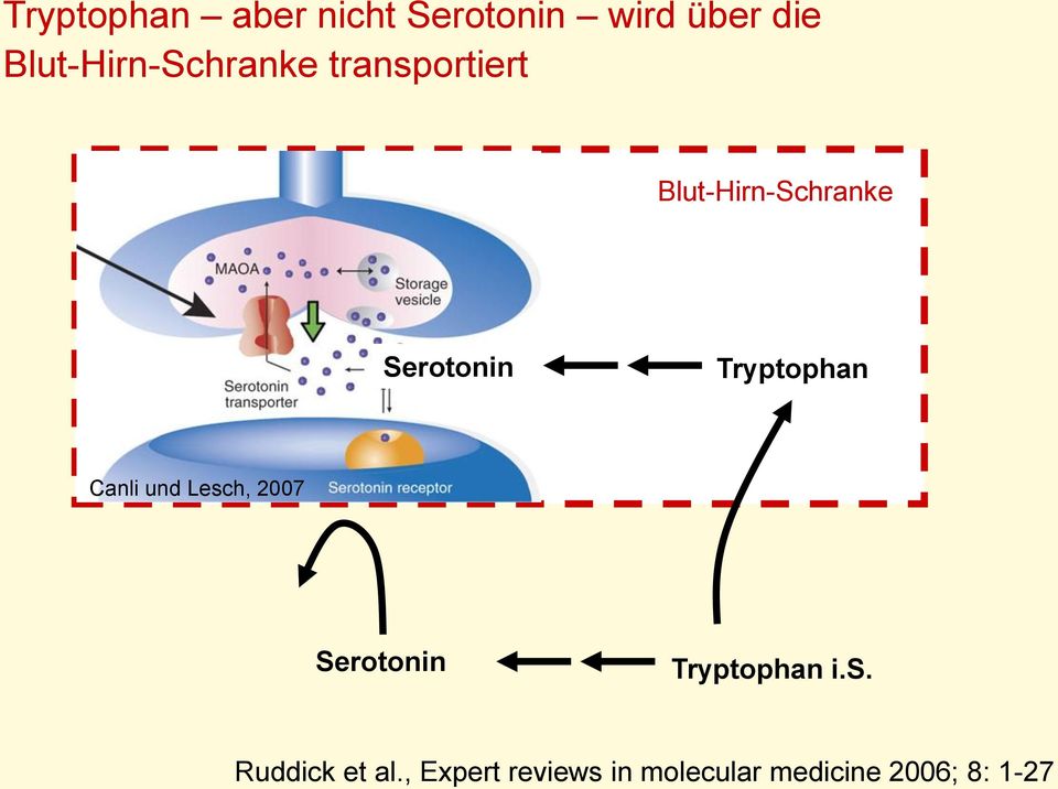 Serotonin Tryptophan Canli und Lesch, 2007 Serotonin