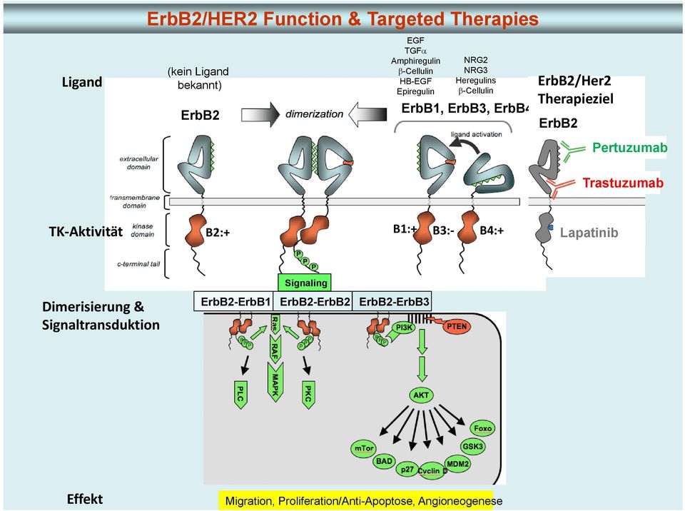 ErbB2 Pertuzumab Trastuzumab TK Aktivität B2:+ B1:+ B3: B4:+ Lapatinib Dimerisierung &