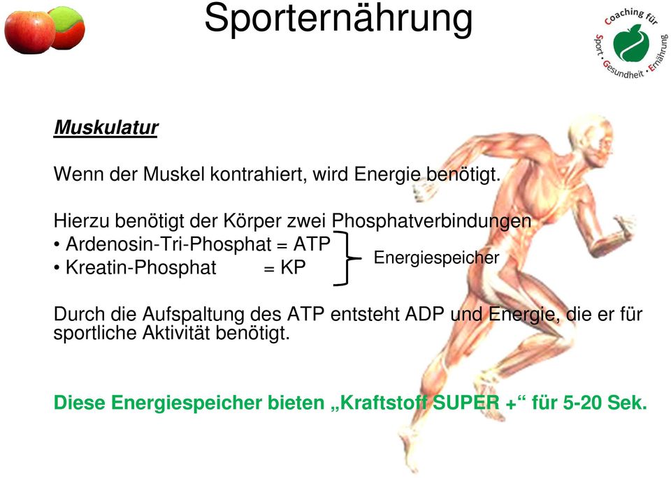Energiespeicher Kreatin-Phosphat = KP Durch die Aufspaltung des ATP entsteht ADP und