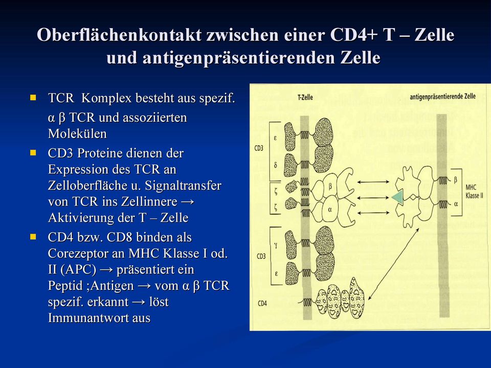 α β TCR und assoziierten Molekülen CD3 Proteine dienen der Expression des TCR an Zelloberfläche u.