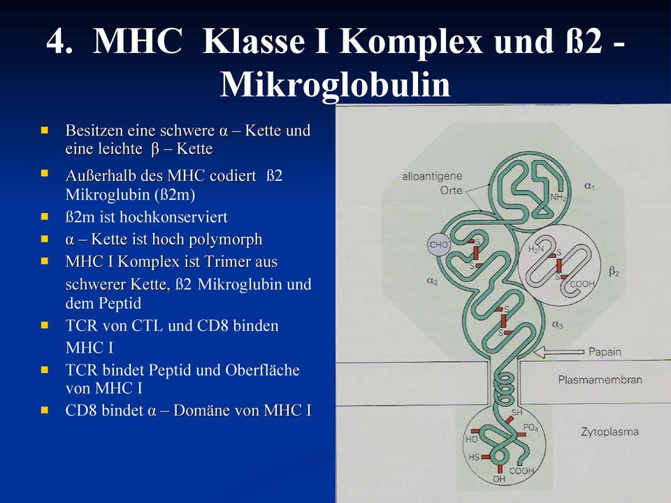 hoch polymorph MHC I Komplex ist Trimer aus schwerer Kette, ß2 Mikroglubin und dem Peptid TCR