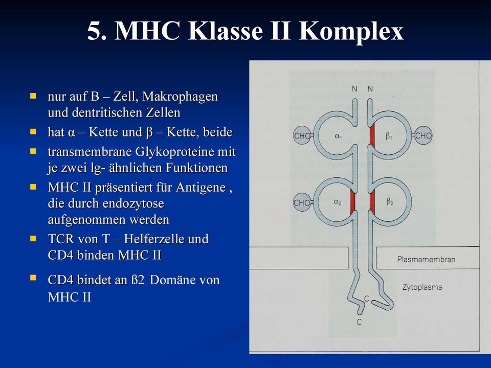 Funktionen MHC II präsentiert für Antigene, die durch endozytose aufgenommen werden