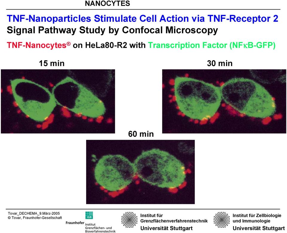 Confocal Microscopy TNF-Nanocytes on HeLa80-R2
