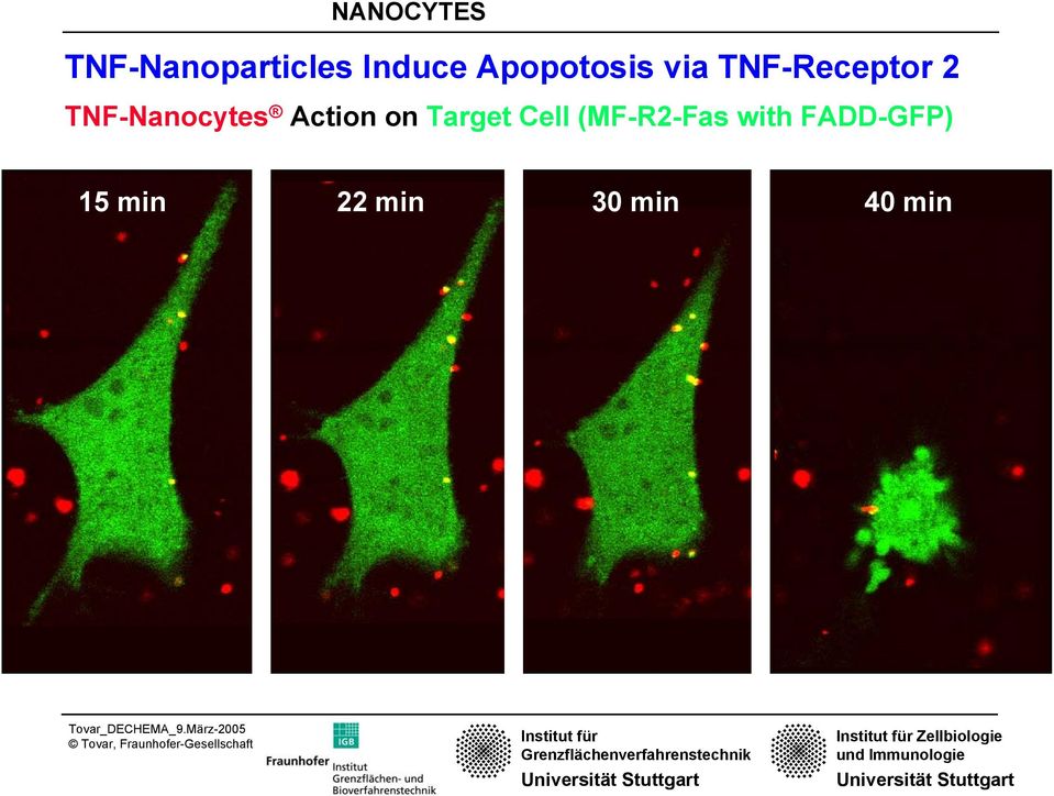 TNF-Nanocytes Action on Target Cell