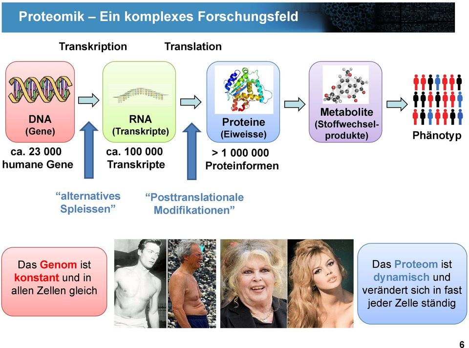 100 000 Transkripte Proteine (Eiweisse) > 1 000 000 Proteinformen Metabolite (Stoffwechselprodukte)