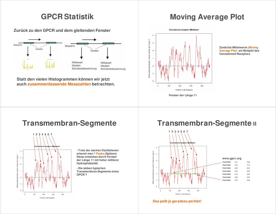 Fenster der Länge 11 Transmembran-Segmente 1 2 3 4 5 6 7 Transmembran-Segmente II 1 2 3 4 5 6 7 Trotz der starken Oszillationen erkennt man 7 Peaks (Spitzen).
