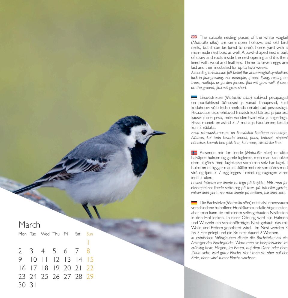 According to Estonian folk belief the white wagtail symbolises luck in flax-growing.