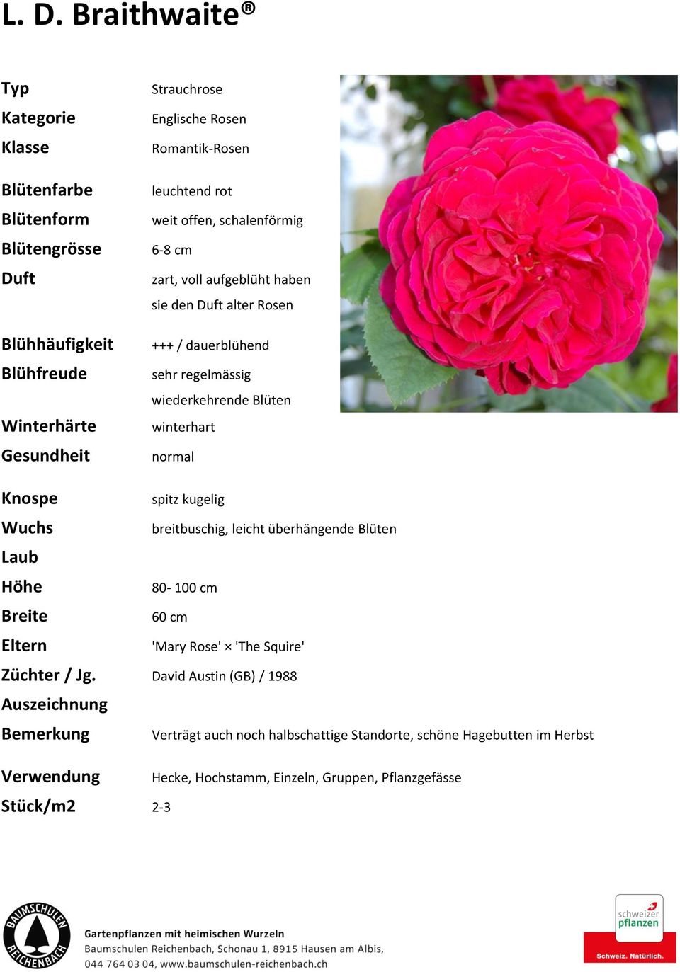 überhängende Blüten 80-100 cm 60 cm 'Mary Rose' 'The Squire' Züchter / Jg.