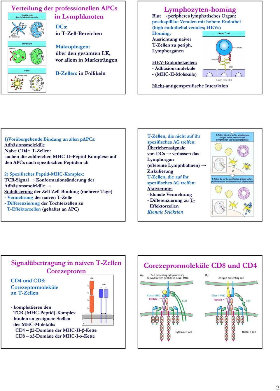 Lymphorganen HEV-Endothelzellen: - Adhäsionsmoleküle - (MHC-II-Moleküle) Nicht-antigenspezifische Interaktion 1)Vorübergehende Bindung an allen papcs: Adhäsionsmoleküle Naive CD4+ T-Zellen: suchen