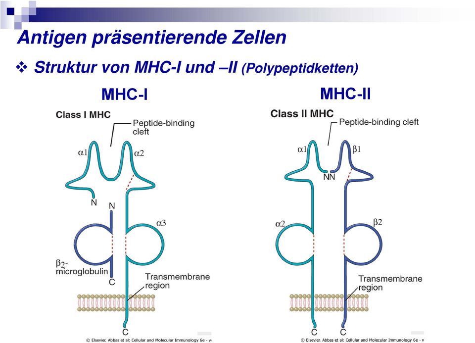 Struktur von MHC-I