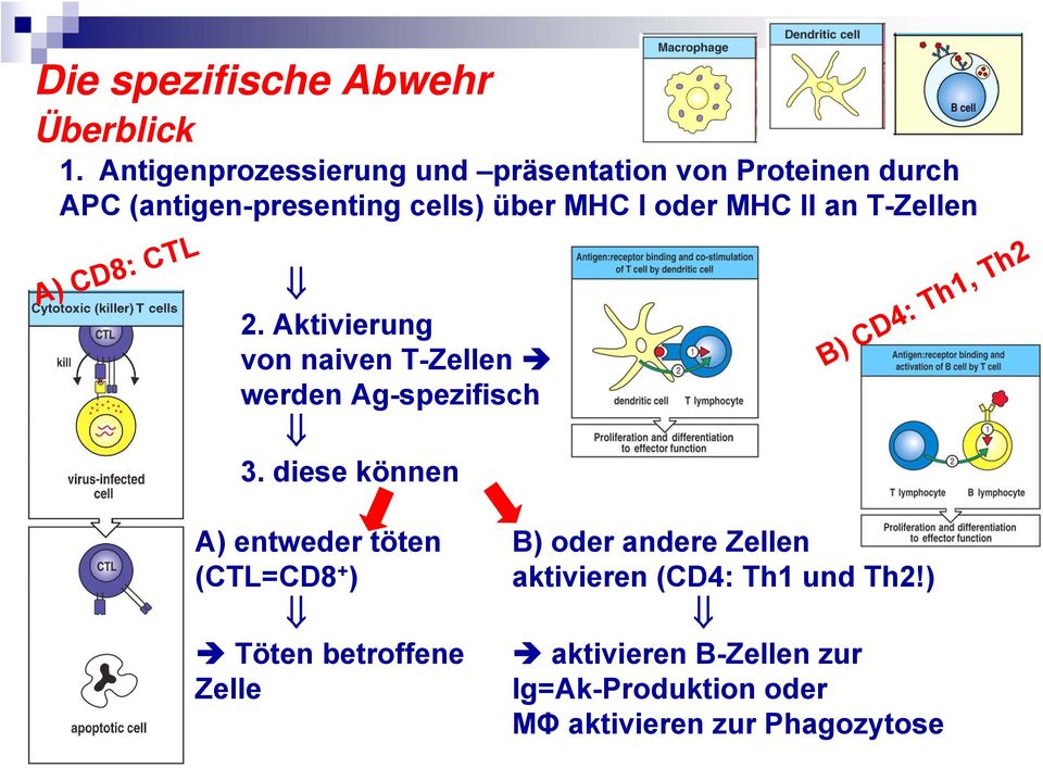 II an T-Zellen A) CD8: CTL 2. Aktivierung von naiven T-Zellen werden Ag-spezifisch 3.