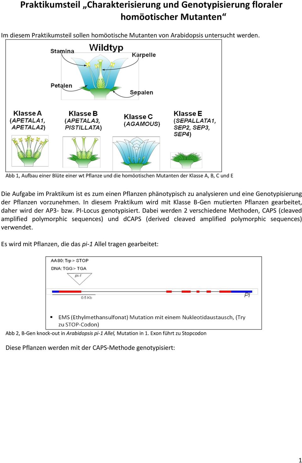 Genotypisierung der Pflanzen vorzunehmen. In diesem Praktikum wird mit Klasse B-Gen mutierten Pflanzen gearbeitet, daher wird der AP3- bzw. PI-Locus genotypisiert.