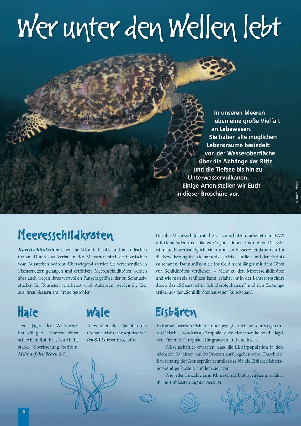 Einige Arten stellen wir Euch in dieser Broschüre vor. Digital Vision Meeresschildkröten Karettschildkröten leben im Atlantik, Pazifik und im Indischen Ozean.