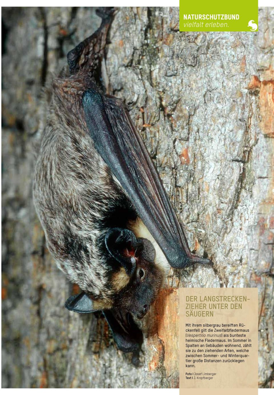 Zweifarbfledermaus (Vespertilio murinus) als bunteste heimische Fledermaus.