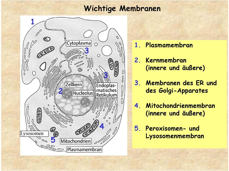 Membranen des ER und des Golgi-Apparates 4.