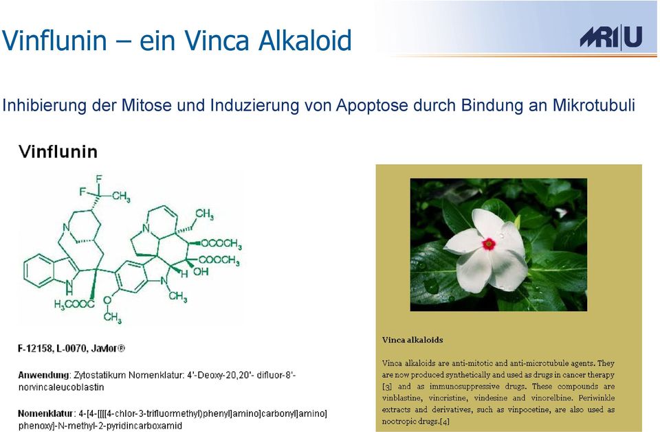 Mitose und Induzierung von