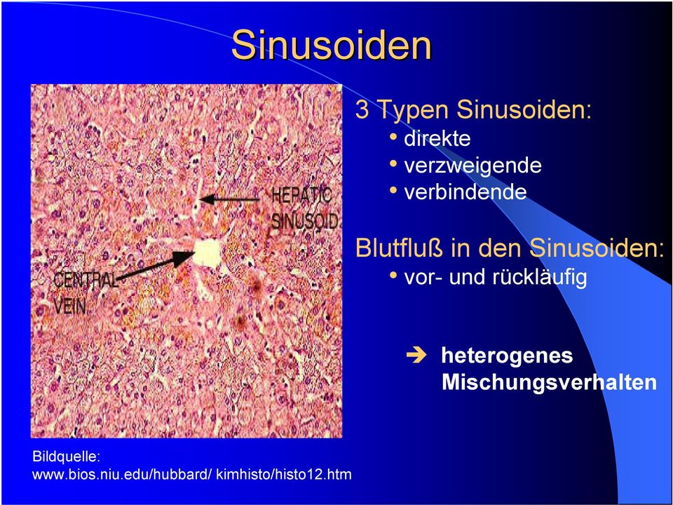 Sinusoiden: vor- und rückläufig heterogenes