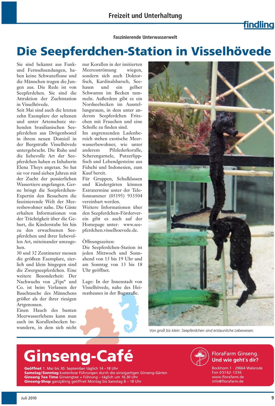 Seit Mai sind auch die letzten zehn Exemplare der seltenen und unter Artenschutz stehenden brasilianischen Seepferdchen aus Drögenbostel in ihrem neuen Domizil in der Burgstraße Visselhövede