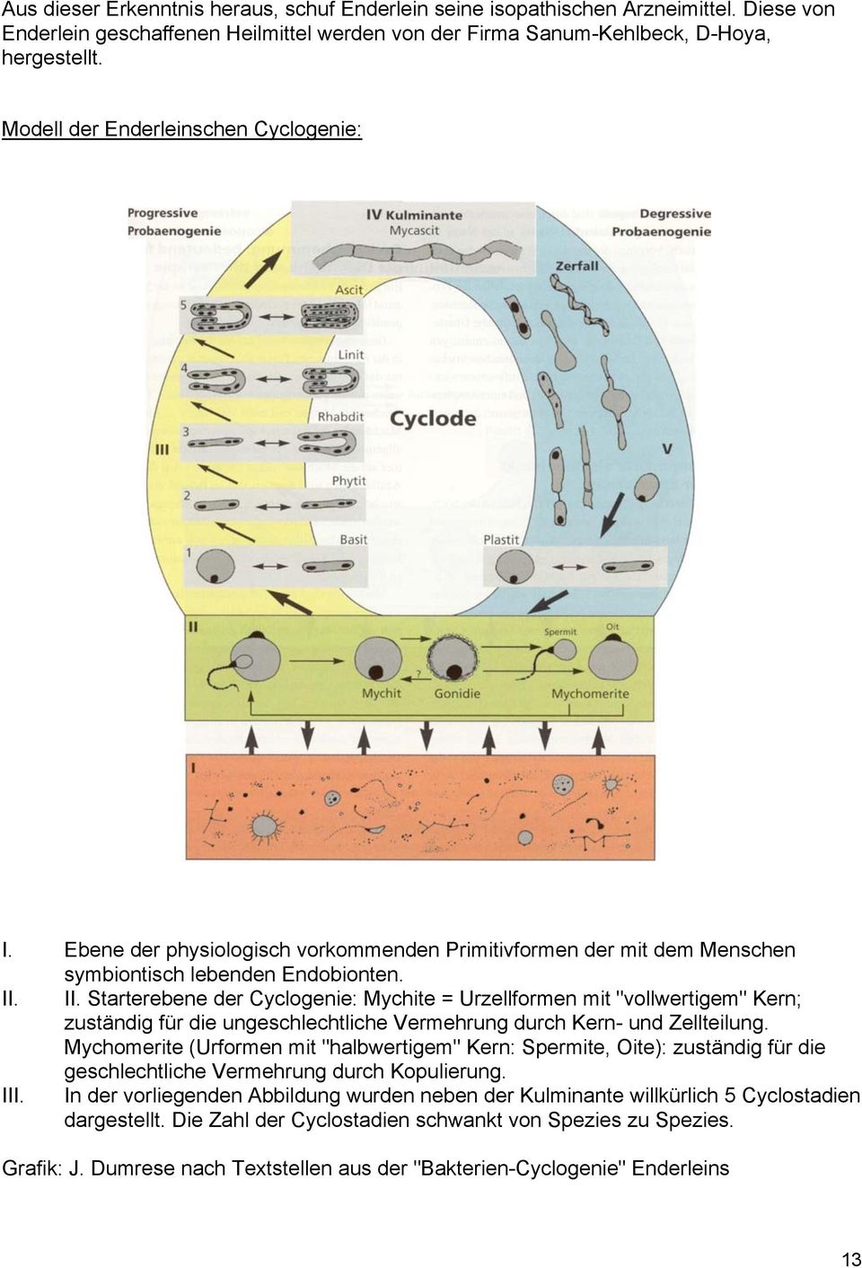 II. Starterebene der Cyclogenie: Mychite = Urzellformen mit "vollwertigem" Kern; zuständig für die ungeschlechtliche Vermehrung durch Kern- und Zellteilung.