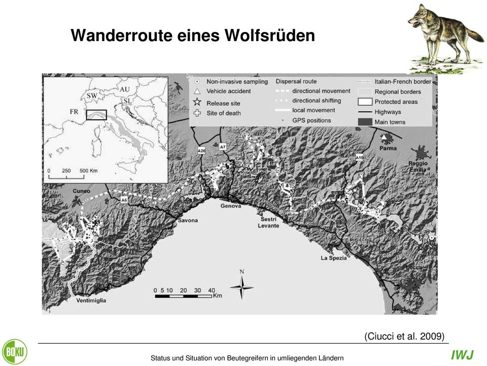 Wolfsrüden