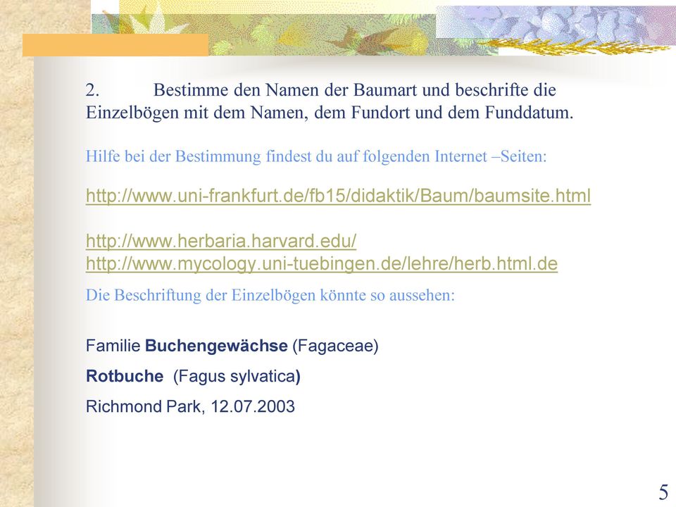 de/fb15/didaktik/baum/baumsite.html http://www.herbaria.harvard.edu/ http://www.mycology.uni-tuebingen.de/lehre/herb.