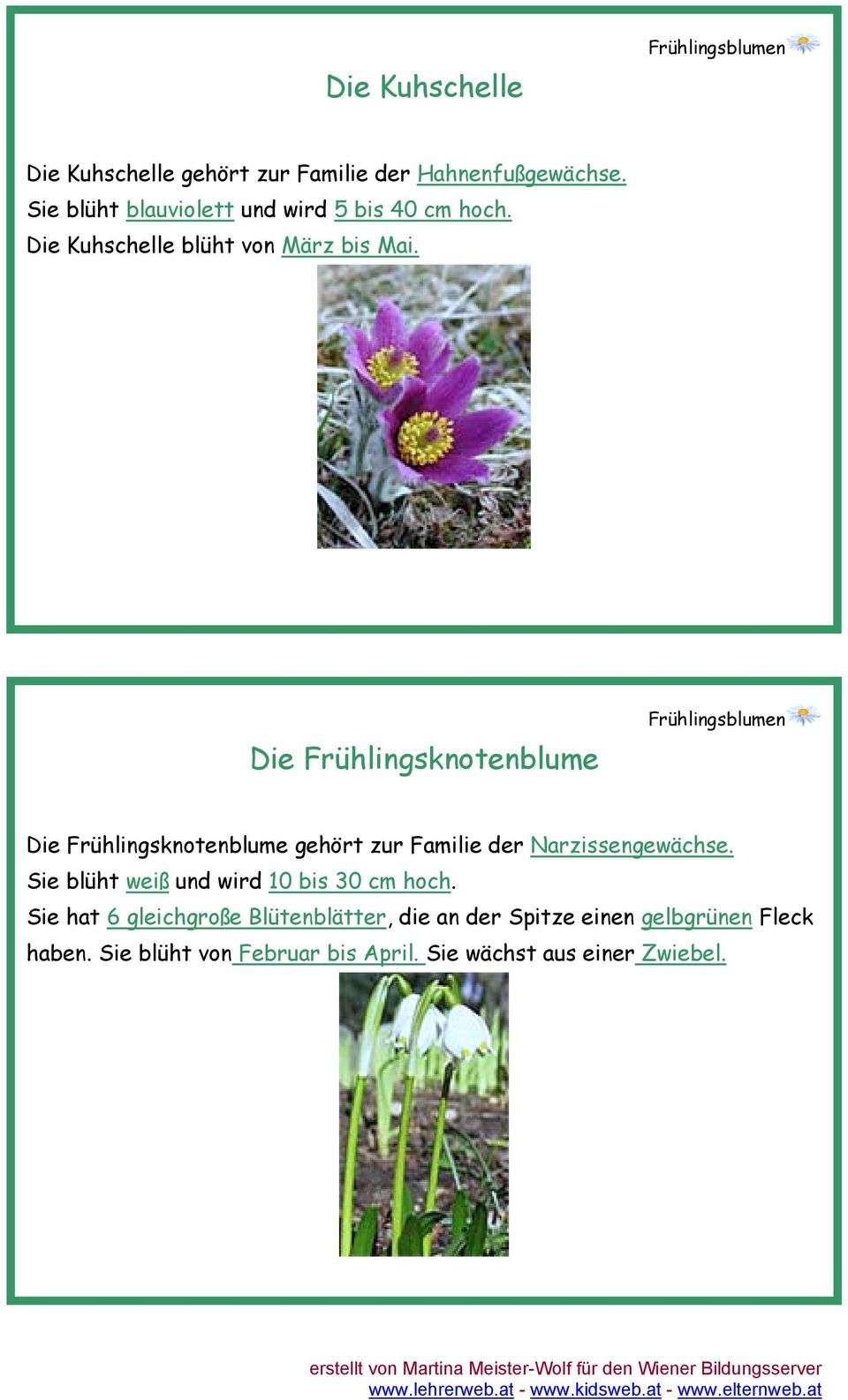 Die Frühlingsknotenblume Die Frühlingsknotenblume gehört zur Familie der Narzissengewächse.