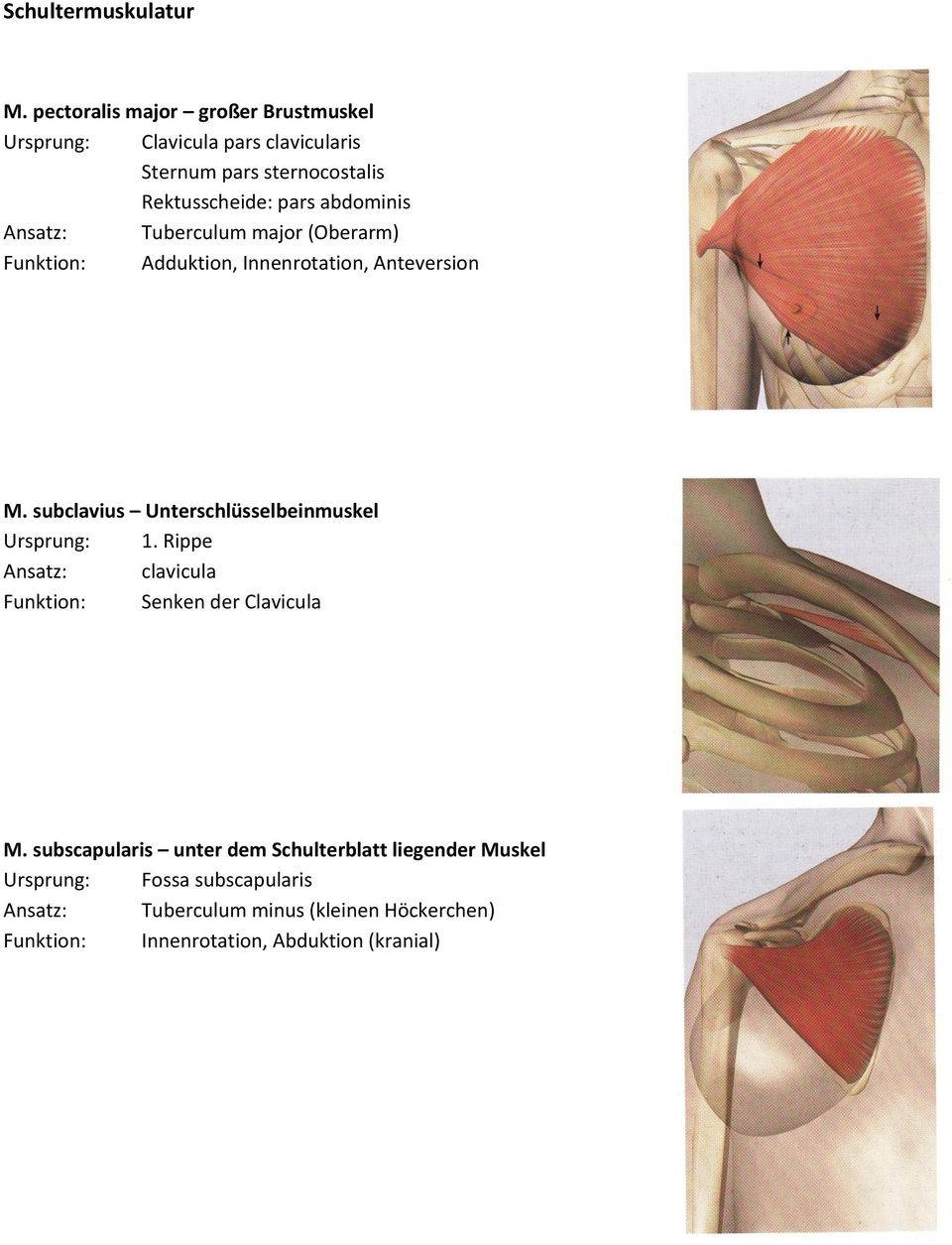 pars abdominis Tuberculum major (Oberarm) Adduktion, Innenrotation, Anteversion M.