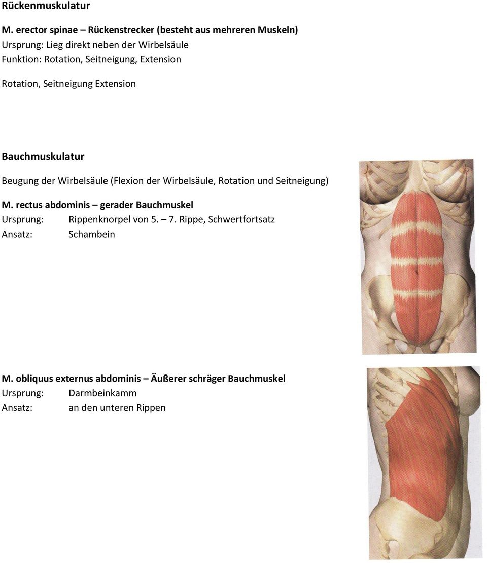 Seitneigung, Extension Rotation, Seitneigung Extension Bauchmuskulatur Beugung der Wirbelsäule (Flexion der